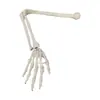Modelo de ensino ortopédico: ossos do membro superior com escápula, ossos do membro inferior com ossos do quadril, display médico do modelo anatômico do osso da mão e do pé