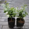 Planta en Maceta de Jazmín de Punta de Pluma Fuertemente Fragante para Interior, Balcón y Sala de Estar, Jazmín de Punta de Pluma de Flor Simple, Tallo Único, Planta Verde