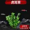 Plantas Acuáticas para Acuario, Paisajismo Ecológico, Hierba Real para Peces, Plantas Verdes Amantes de la Sombra, Plantas Enanas de Perla Rastreadoras, Orquídeas Acuáticas Hidropónicas