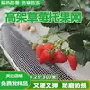 Red de soporte para frutos de fresa soporte plantación en suelo red de soporte para frutos red de soporte para frutos de alto nivel estructura de soporte para frutos soporte para plantas alfombrilla red red de soporte para frutos