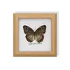 Mariposa Rayada de Tigre Rara, Adorno de Insecto Precioso, Espécimen de Mariposa Azul, Regalo para Ancianos, Amigos o Niñas en su Cumpleaños, Marco de Espécimen de Mariposa