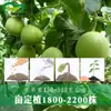 Semillas de Melón Dulce Japonés, Pulpa Gruesa, Semillas de Melón Dulce Japonés Dulces y Crujientes en Huertos