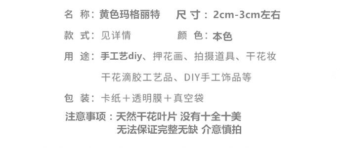 黄色玛格丽特.png