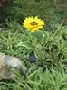 Fabricante de Luzes Decorativas Solares à Prova d'Água para Jardim, Parque, Villa e Gramado - Flor de Girassol Simulada