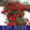 Mudas de rosa, rosa trepadeira, árvore com flores extra-grandes, planta trepadeira, flor para parede de varanda, rosa de vaso, floresce o ano todo