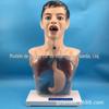 Modelo de máquina de lavar estômago transparente com aviso/Modelo de prática de lavagem de estômago/Simulação de meio corpo para enfermagem básica
