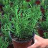 Mudas de Alecrim em Vaso, Plantas Frescas de Ervas Comestíveis, Do Alecrim ao Tomilho, Hortelã, Perila, Folhas de Manjericão