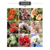 Plantas en Maceta de Flor de Begonia, Plantas Doble Flor para Interior de Jardín de Stock Antiguo, Resistentes y Fáciles de Mantener, Bonsái, Flores de Cuatro Estaciones