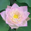 Rizoma de Lótus Ornamental de Pétalas Duplas, Mudas de Lótus de Vasos, Plantas de Lótus em Vasos para Cultivo em Água, Floresce em Todas as Estações, Adequado para Varandas e Lagos, Ninféias Grandes