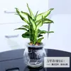 Plantas Verdes Hidropónicas Rábano Verde Gardenia Árbol del Dinero Hiedra Espárragos Bambú Pequeñas Plantas Verdes de Interior Plantas de Maceta Perennes para Todas las Estaciones