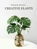 Planta Hidropónica Monstera, Planta Verde Todo el Año, Planta en Maceta de Cultivo en Agua para Interiores, Bambú de Hoja Grande para Sala de Estar, Oficina, Escritorio