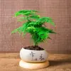 Plantas de Espárragos en Maceta Plantas Verdes de Interior para Oficina Plántulas Bonsái Bambú Nube Enano Tangshan Flor de Viento Maceta Plantas Pequeñas en Maceta