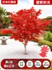Venta al por mayor Plántulas de Arce Rojo Japonés Cuatro Estaciones Wumei Rojo Plantación en Suelo de Patio Árboles Grandes Resistentes al Frío Plantas de Forestación para Exteriores Viento