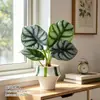 Planta en maceta Alocasia Rinoceronte Blanco para escritorio de oficina, Planta ornamental verde tolerante a la sombra, Perenne todo el año, Alocasia 'Shenqun' Planta INS