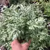 Plantas de Piedra Absorbente Plantas Verdes Piedra de Agua Acuaterrario Tanque de Selva Rocalla Paisajismo Musgo Helecho Micro-paisaje Plantas de Bonsái