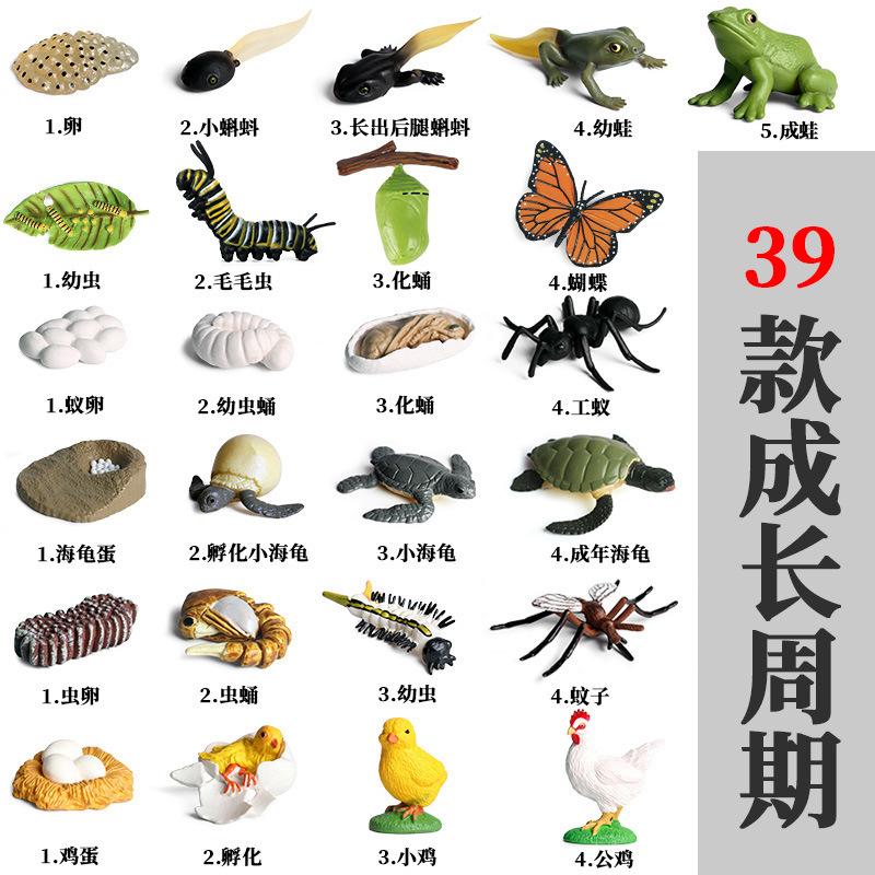 成长周期3
