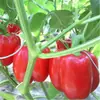 Plántulas de Verduras, Plántulas de Tomate Enano, Tomates Cherry, Tomates Milenio, Plántulas de Berenjena, Plántulas de Pepino, Plántulas de Tomate