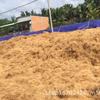Vietnam Marrón Suave Seda de Coco Pelo de Coco Flor de Cáscara de Coco Suministros de Jardinería Cubierta Decorativa Maceta Superficie de la Tierra Pavimentación Planta en Maceta