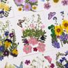 Paquete de Materiales DIY con Flores Secas en Relieve Marcapáginas Espécimen de Planta Hoja Real Pegamento en Relieve Funda para Teléfono Móvil Personalización Transfronteriza