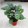 Plantas de Interior em Vaso com Folhas Verdes: Pothos, Menta, Planta Cobra, Árvore do Dinheiro, Jasmim e Outras Combinações de Plantas Verdes