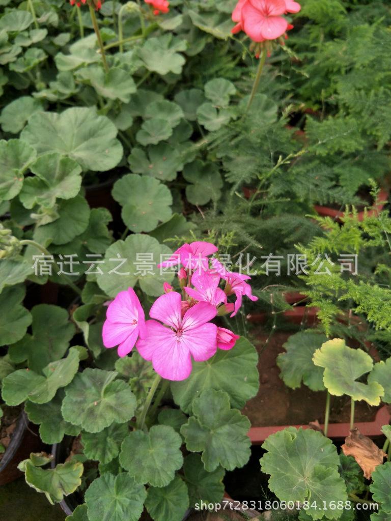 澶╃钁佃缁?0
