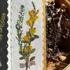 Flores reales flores prensadas tarjetas de felicitación de flores prensadas con tema de bosque, tarjetas de votos, tarjetas, regalos florales, marcapáginas, tarjetas de presentación, tarjetas de invitación y artículos decorativos