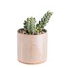 Maceta de cerámica con suculentas artificiales para decoración de jardín, personalizada, para oficina, sala de estar y escritorio, venta al por mayor de fábrica