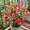 Perfume Importado Lírio Rosa Lírio Planta em Vaso Que Floresce em Todas as Estações e É Fácil de Viver em Ambientes Internos com Botões e Planta Resistente ao Frio Flores
