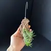 Azui Azui Azui Bacia de Plástico Planta de Ar Solo Sem Terra Pessoa Preguiçosa Fácil de Cuidar Escritório Limpo