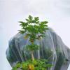 Red a Prueba de Insectos para Invernadero Se Puede Empalmar en Malla 40-80 para Verduras, Red de Aislamiento para Cría de Malla 100, Red a Prueba de Mosquitos, Rejilla Protectora Engrosada