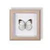 Especimen de Mariposa Real Pintura Decorativa Colgante Adorno de Insecto con Ojos Azules, Marco de Madera Maciza, Regalo para Mejor Amigo, Recuerdo Único