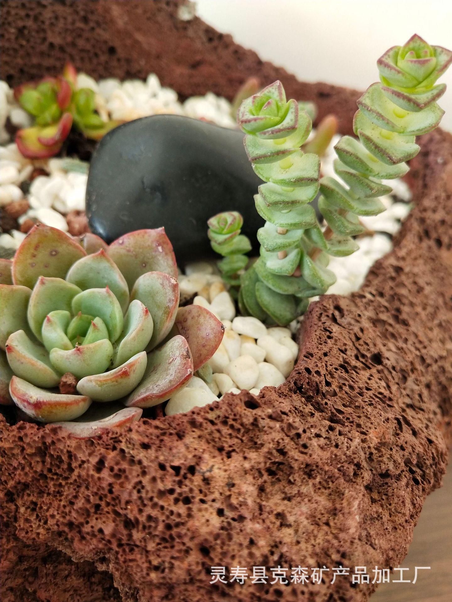 火山石多肉 (30)