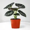 Lírio-do-calla Planta Verde Pequena para Mesa de Escritório Planta em Vaso para Interior Jardim de Infância Celebridade da Internet Calathea Estação de Trabalho Planta Fácil de Cuidar