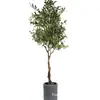 Simulação Árvore de Oliveira Planta Verde Bonsai Planta Grande Árvore de Vaso Falsa Decoração de Interior Nórdica para Chão Ornamentos