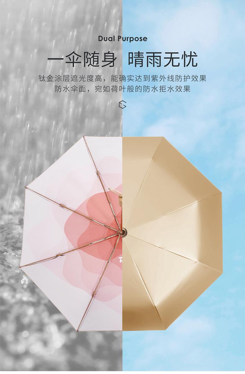 小金伞
