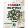Um pedaço de planta em vaso Daphne odora com bordas douradas, com fragrância forte e botões, flores de interior, pilha velha, adequada para manutenção de outono e inverno