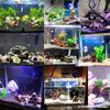 Aquário Abrigo Paisagismo Casa de Abrigo Ninho de Peixe para Reprodução Casa de Camarão Ninho de Camarão Caverna de Desova Ciclídeo de Três Lagos Vaso de Barro Tanque Especial para Reprodução de Peixes