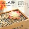 005 Flores Artificiais, Suculenta Artificial Decoração Criativa, Suprimentos para DIY, Arranjo de Flores Bonsai, Fabricante de Jinhua, Pequenas Plantas Verdes