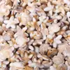 Cuentas Acrílicas Beige Serie Océano Agujero Recto Accesorios para Joyería DIY Pulsera Collar de Tortuga y Caracola Cuentas Sueltas
