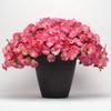 Semillas de Petunia Colgante Importadas, Plantas de Maceta de Petunia Colgante Fáciles de Cultivar, Semillas de Flores para Todas las Estaciones, Tasa de Germinación 80%