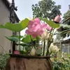 Venta al por mayor de plantas ornamentales en maceta, semillas de loto y nenúfar cultivadas en agua, semillas de flor de loto de cuenco y nenúfar para estanques hidropónicos