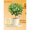 Plántulas de Osmanthus Florales en Maceta Todo el Año Osmanthus Agosto Osmanthus de Interior Fácil de Cultivar Comestible Balcón Patio Plantas Muy Aromáticas