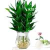 Bambú Guanyin Hidropónico Plantas Verdes de Interior Oficina Sala de Estar con Raíces Cultivado en Agua Bambú Rico Flores Cortas