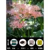 Bulbos de lirio de los valles, Plantas de amarilis en maceta, Semillas de licina, bulbos grandes, flores de balcón, florecen en todas las estaciones