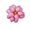 Flor Artificial Textura Eva Cabeza de Magnolia Material para Pasador DIY Accesorio para el Cabello Flor para Salón de Bodas Pared de Flores Adorno de Arreglo Floral