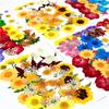 Bolsa de Rafia para Plantas Bolsa de Material para Estampado de Flores Secas Espécimen de Hoja de Flor Real Pintura DIY Marcapáginas Goteo de Pegamento Posavasos de Flores Secas