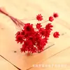 Mini Crisântemo Estrela Brasileira Adereços de Fotografia Flores Secas Margaridinha Flor Estrela Pequena Batom de Gelatina Bola de Vidro com Flores DIY