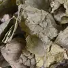 Material Medicinal Chino Hojas de Eucommia, Listas para Usar, Eucommia Limpia y Libre de Impurezas, Una Pieza, Gran Cantidad y Excelente Calidad