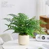 Planta de Samambaia em Vaso para Uso Interno, Tolera Sombra, Adequada para Sala de Estar, Escritório e Mesa de Trabalho, Fácil de Cuidar, Sempre Verde o Ano Todo