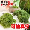Musgo Artificial, Musgo Simulad, Arranjo de Micro paisagismo, Musgo para Bonsai e Plantas em Vasos, Musgo de Superfície, Plantas Verdes, Musgo Falso